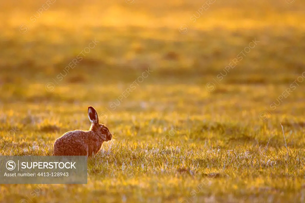 Brown hare in a meadow early morning GB
