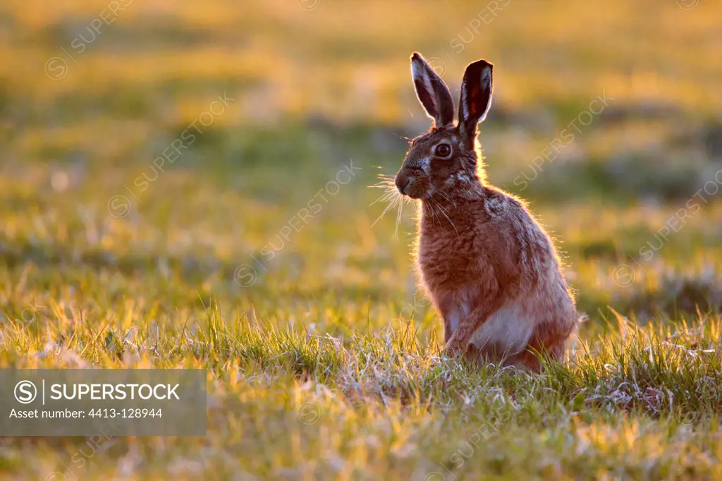 Brown hare sitting in a meadow early morning GB