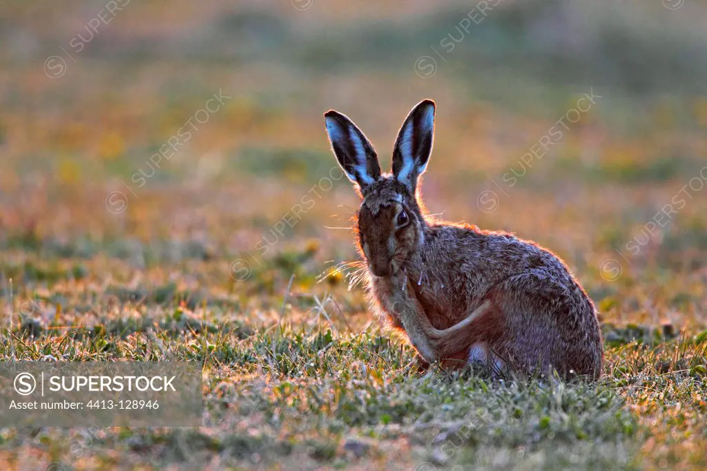 Brown hare scratching itself in a meadow early morning GB