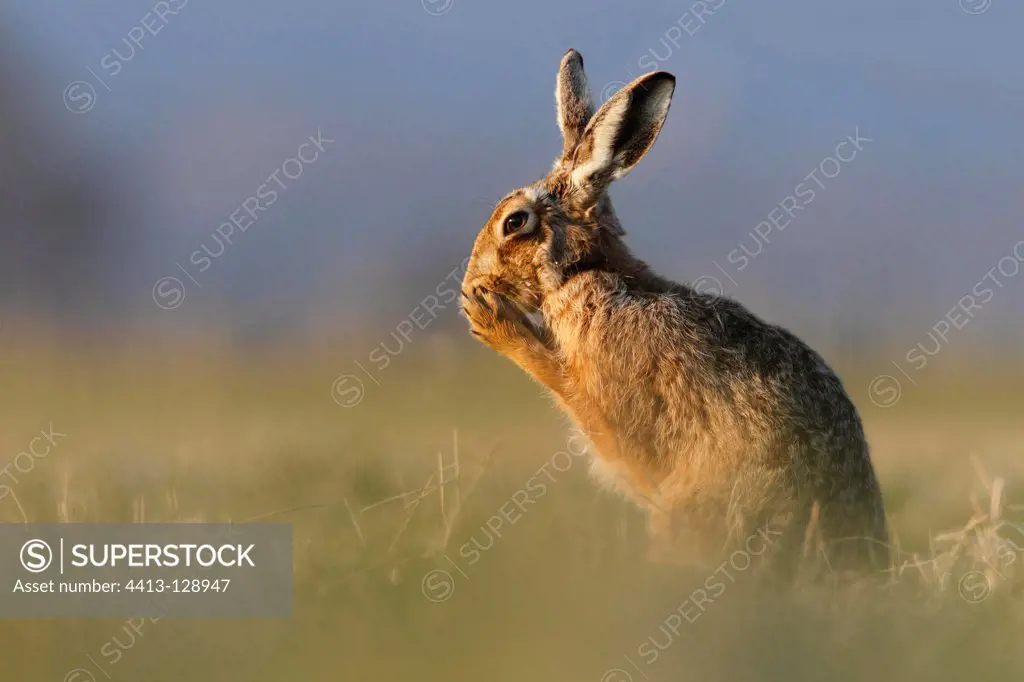 Brown hare cleaning itself in a meadow early morning GB