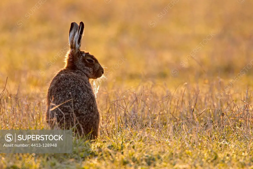 Brown hare sitting in a meadow early morning GB