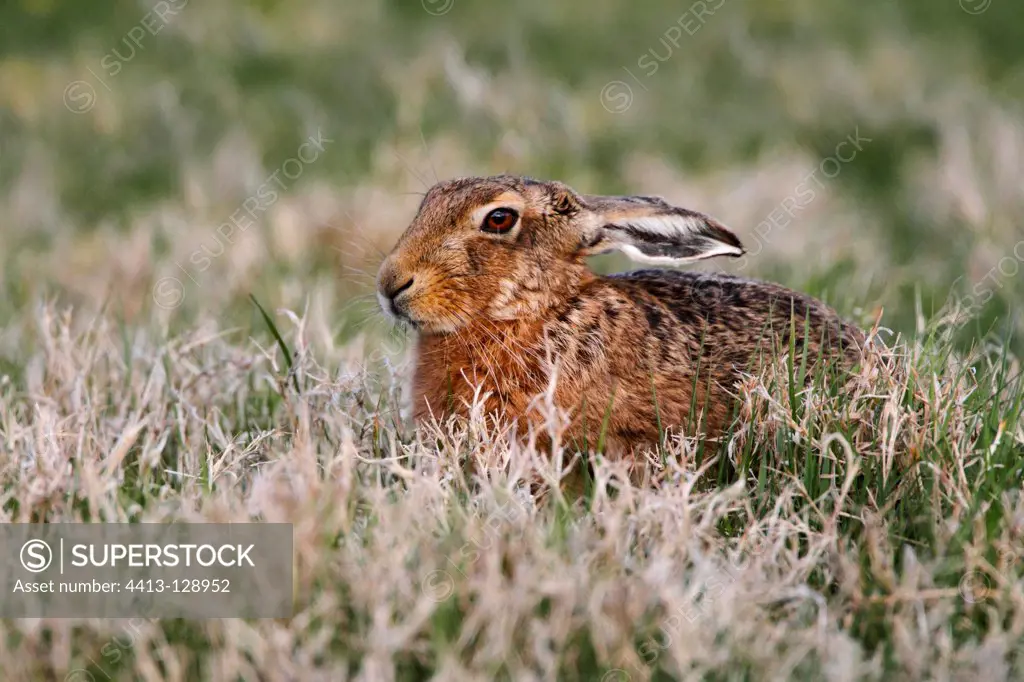 Brown hare lying in a meadow early morning GB