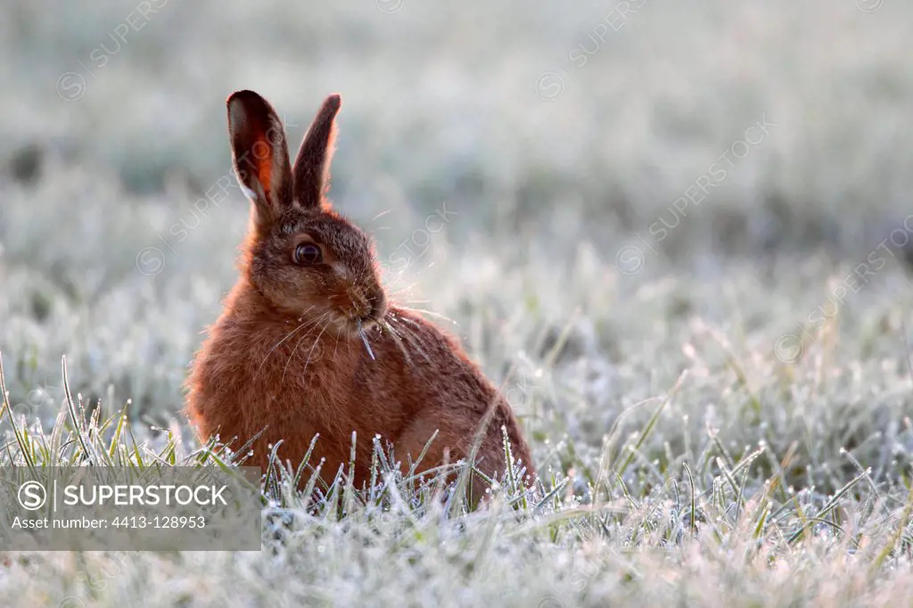 Brown hare sitting in a frozen meadow early morning GB