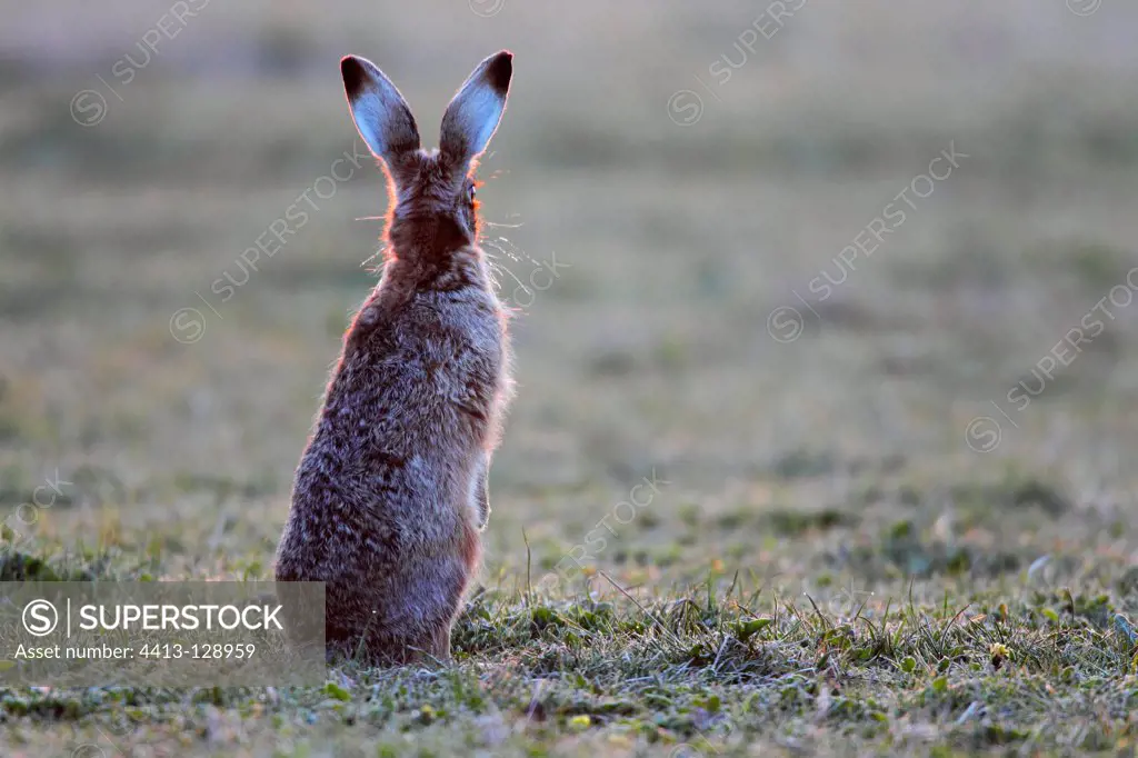 Brown hare standing in a frozen meadow early morning GB