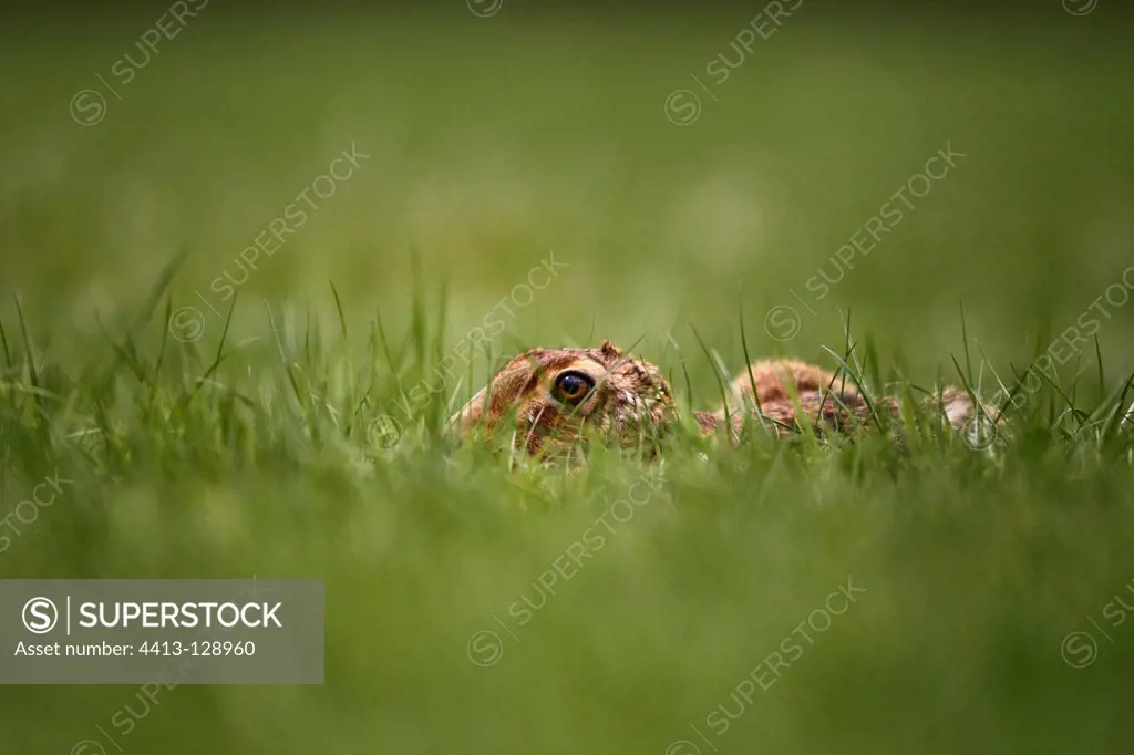 Brown hare hidden in a meadow early morning GB