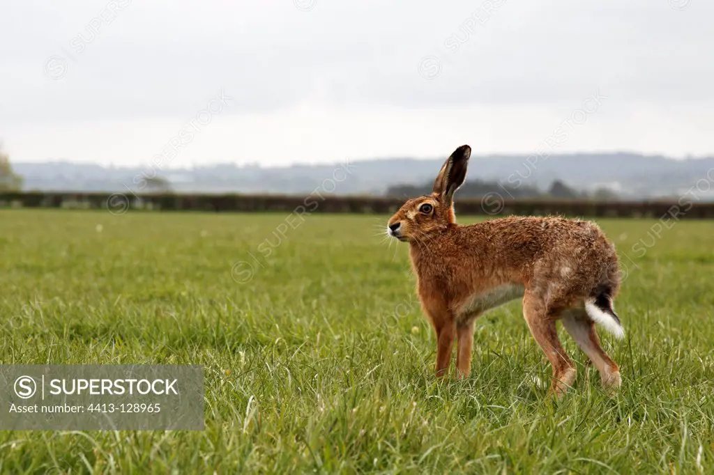 Brown hare standing in a meadow on a cloudy morning GB
