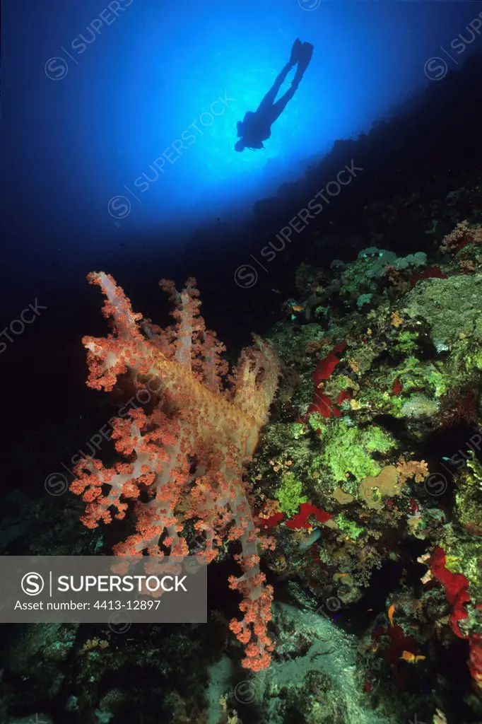 Soft Coral and diver in the background Red Sea Egypt