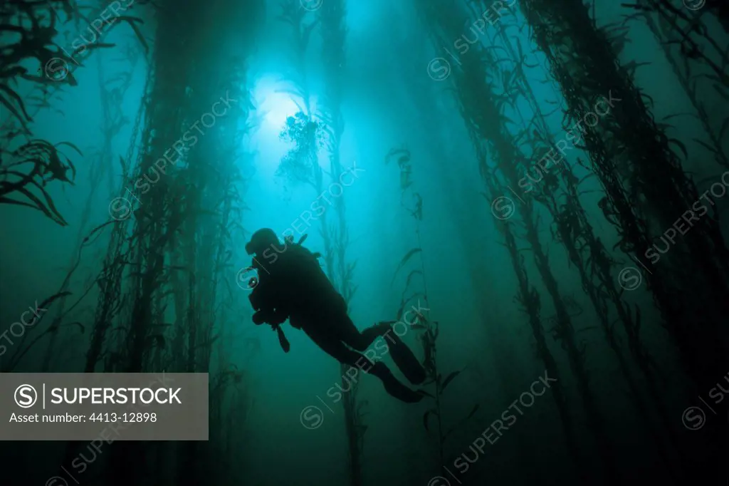 Cameraman diver in a Giant kelp forest Pacific Ocean