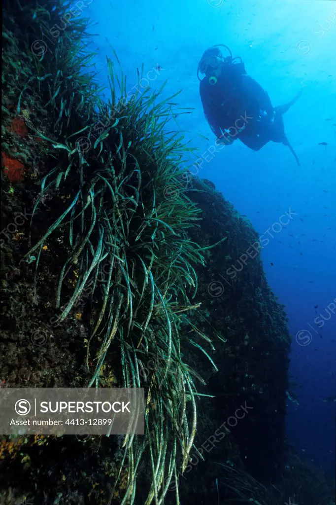 Diver above a rock with Posidonias Mediterranean Sea