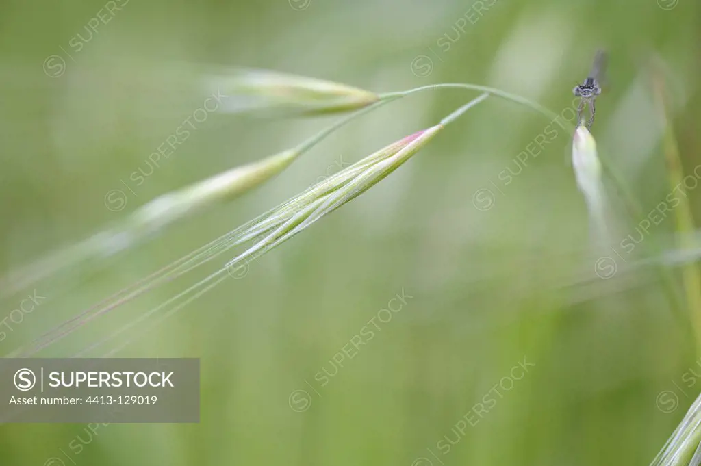 Scarce Blue-tailed Damselfly on grass Lône du Rhône France