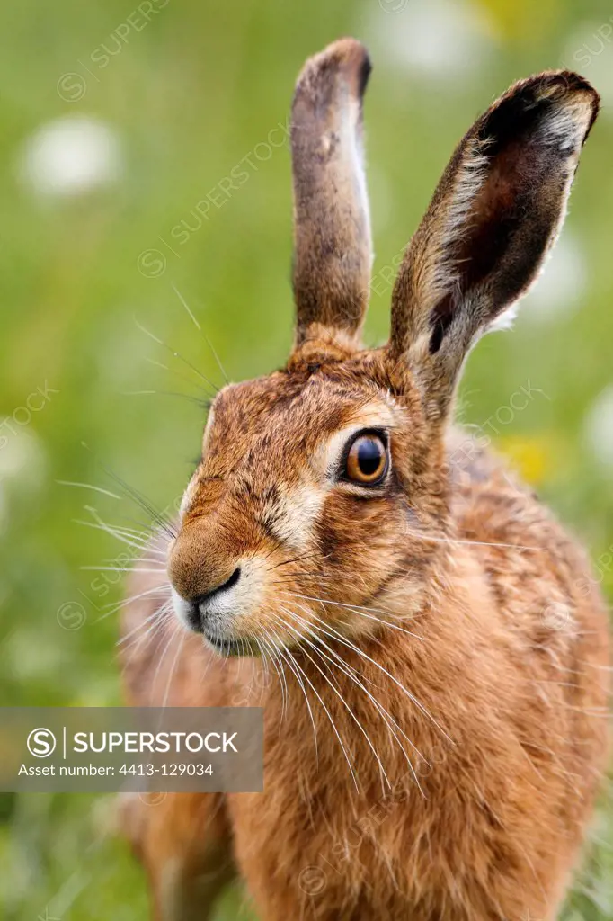 Portrait of a Brown hare in a meadow at spring GB
