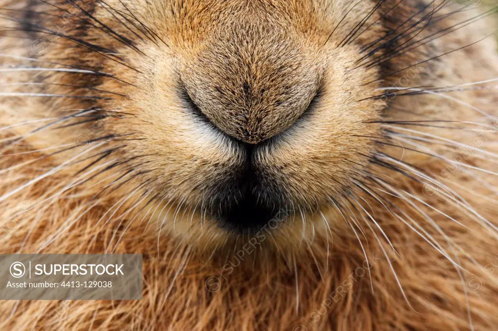 Close-up of the nose of a Brown hare GB
