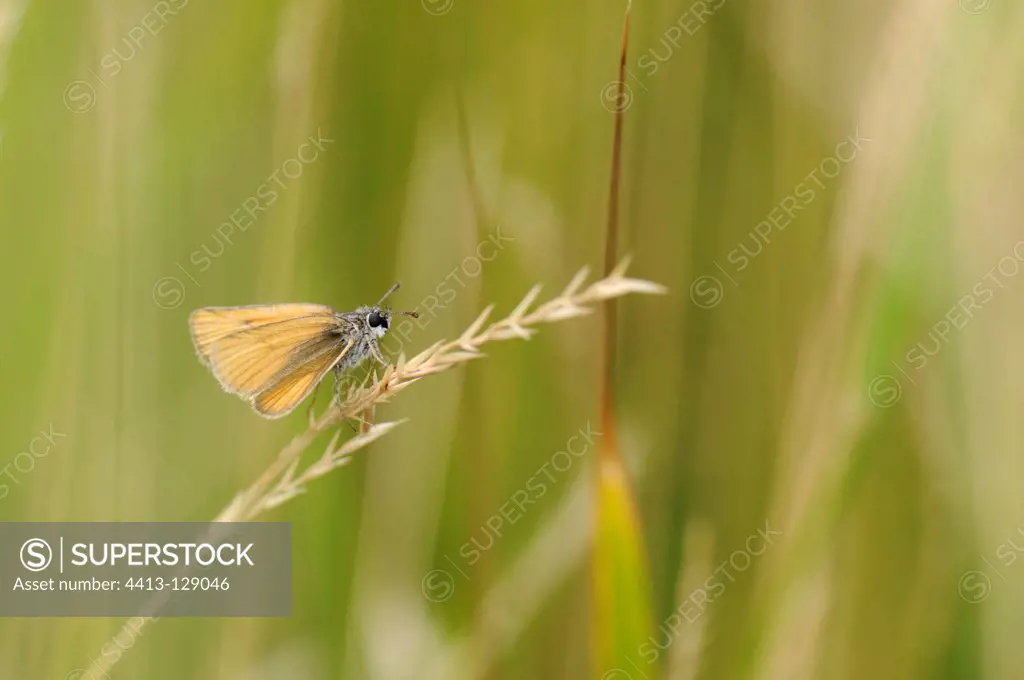Small Skipper placed on a grass