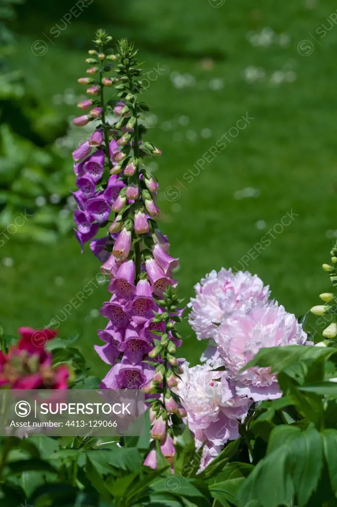 Foxgloves and peony 'Do Tell' in bloom in a garden