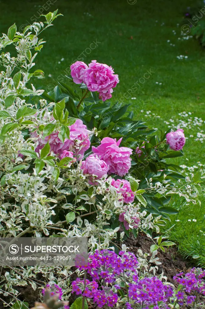 Garden peony 'Alexandre Dumas' in bloom in a garden