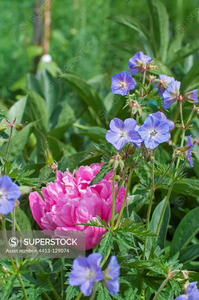 Peony 'Alexandre Dumas' and geranium in bloom in a garden