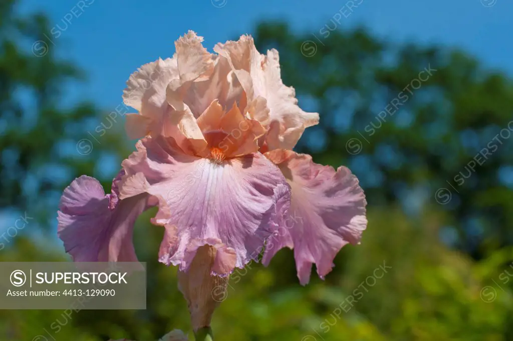 Iris in bloom in a garden