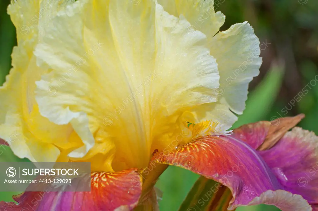 Iris 'Tracy Tyrene' in bloom in a garden