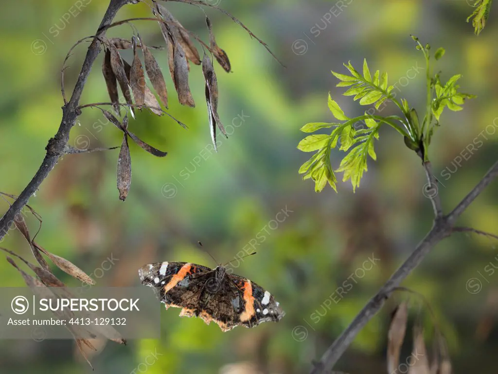 Red Admiral in flight between the branches France