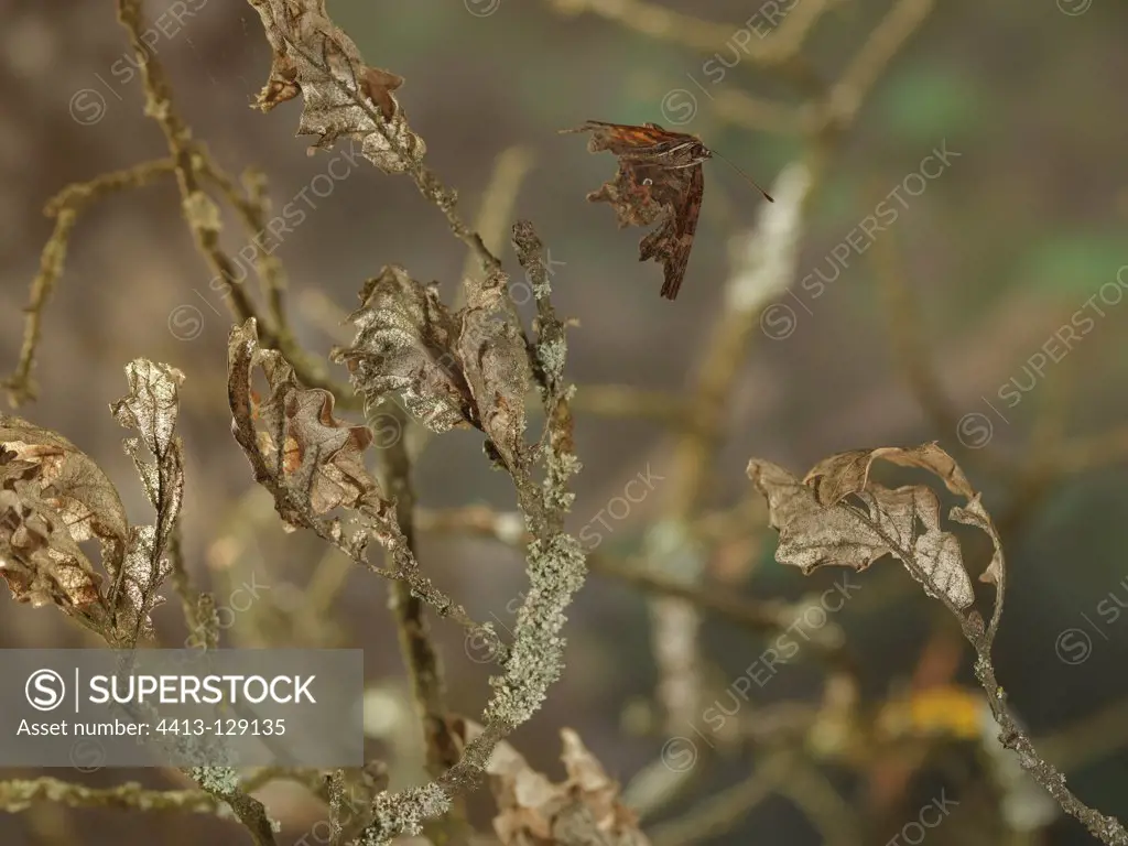 Comma in flight between the branches of an oak France