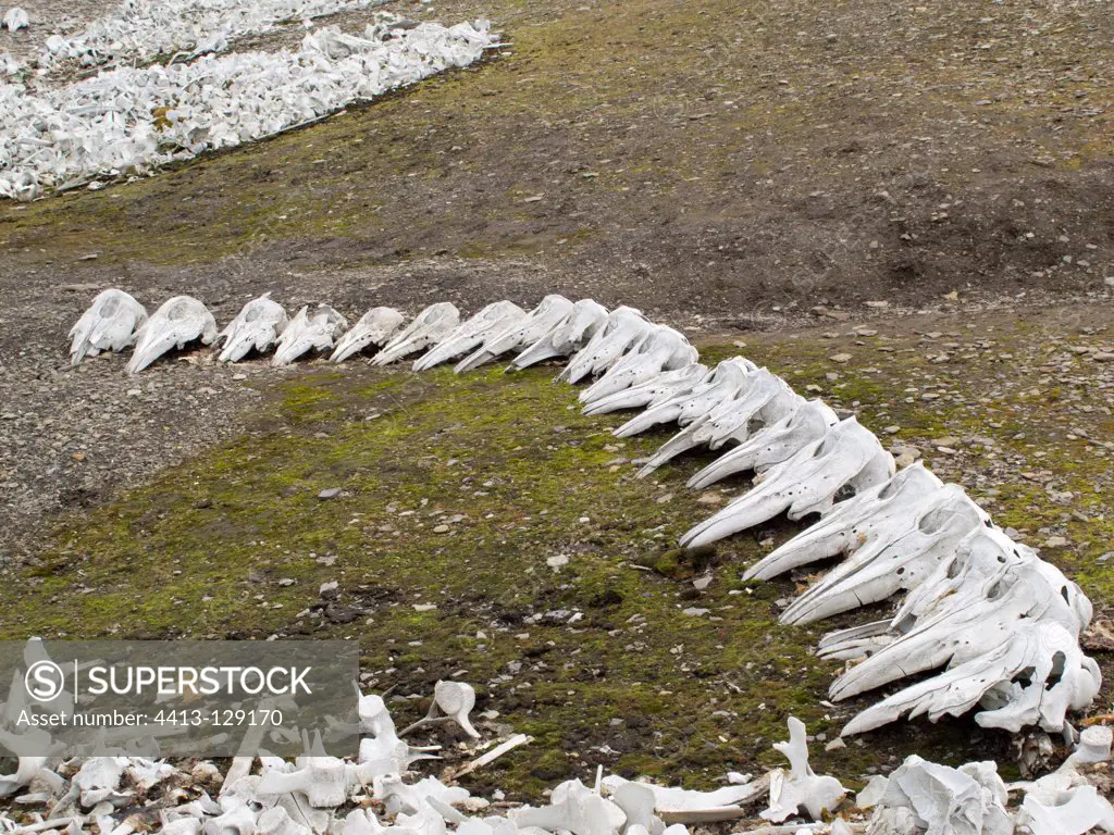 Beluga bones on the island of Spitsbergen Norway