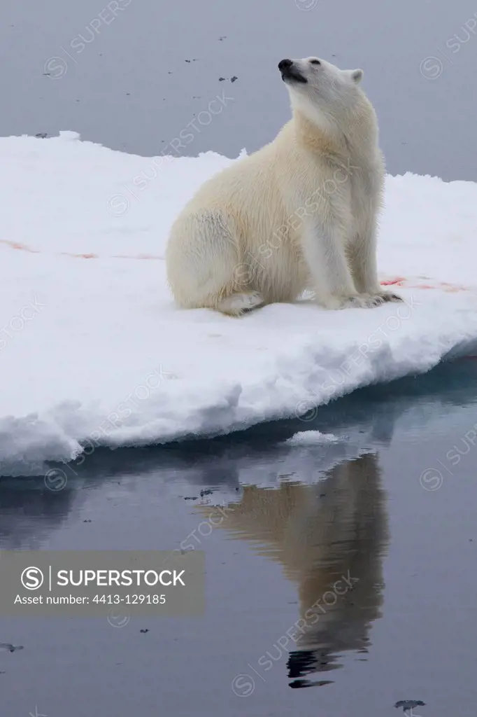 Polar bears on sea ice in Svalbard sniffing the air