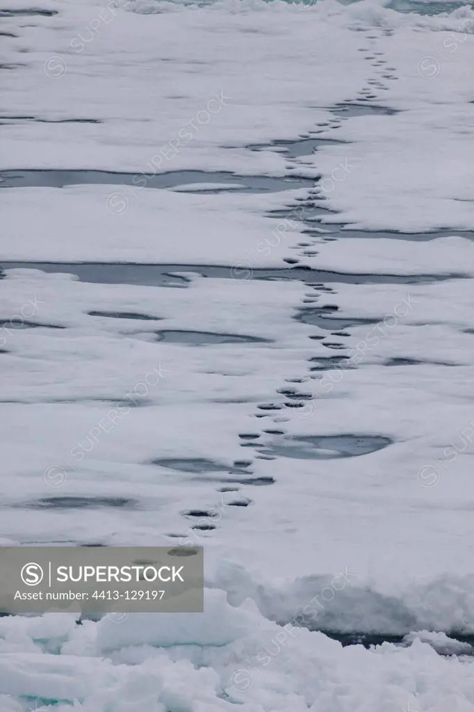 Traces of polar bears on sea ice in Svalbard Norway