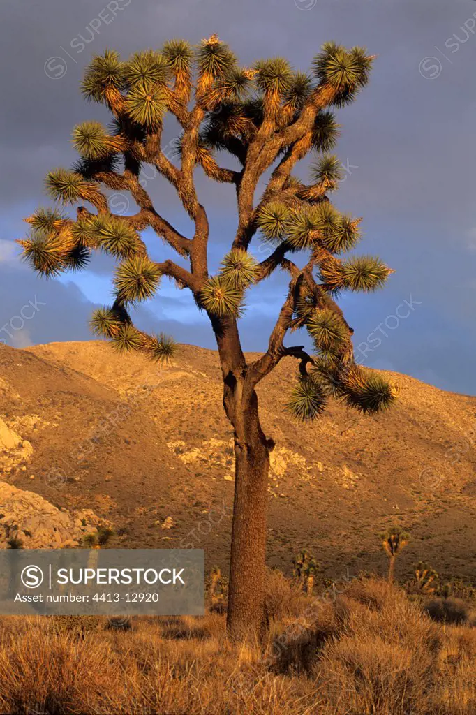 Joshua tree Mojave Desert California