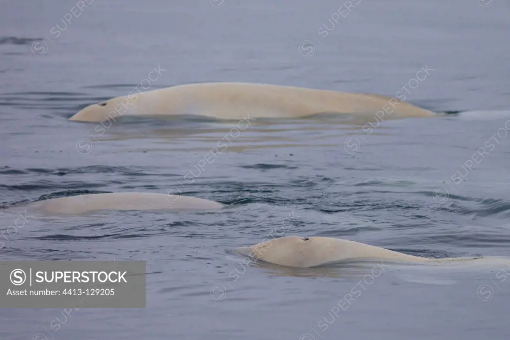 Beluga Group in Svalbard Norway