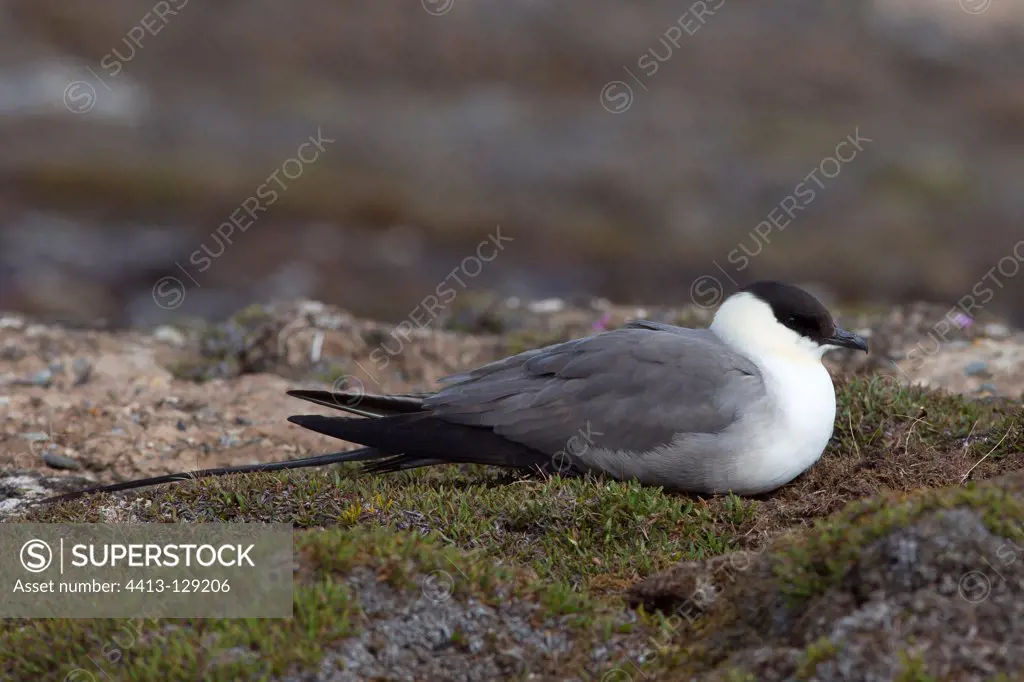 Long-tailed Jaeger resting on the island of Spitzberg Norway
