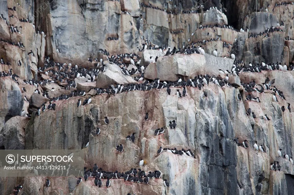 Colony of Thick-billed Guillemot in Spitsbergen Norway
