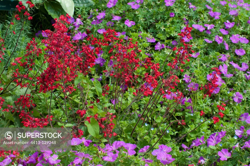 Coralbells 'Splendens' and geranium in bloom in a garden