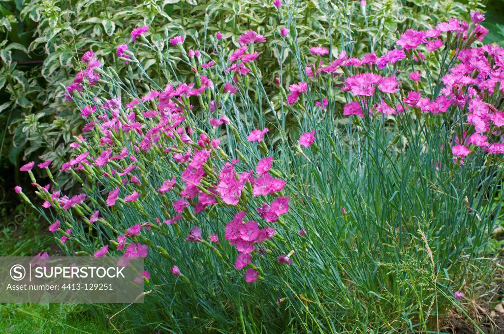 Cheddar pinks 'Grandiflorus' in bloom in a garden