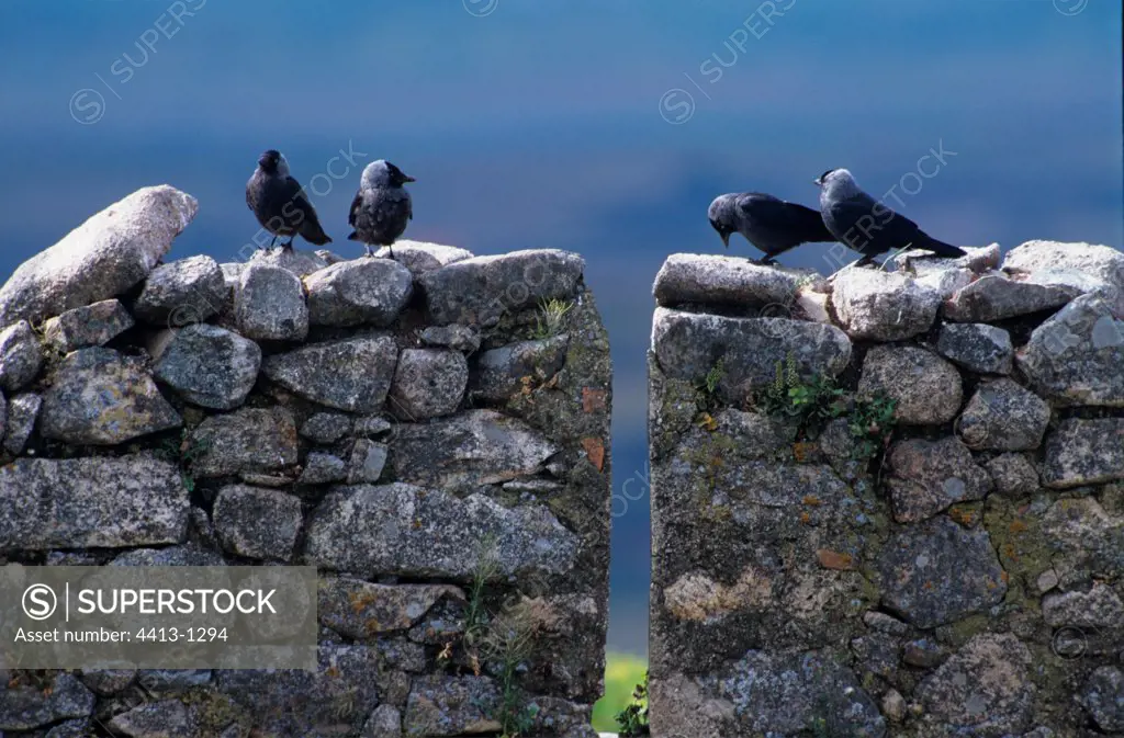 Eurasian Jackdaw on an old wall of a castle Spain