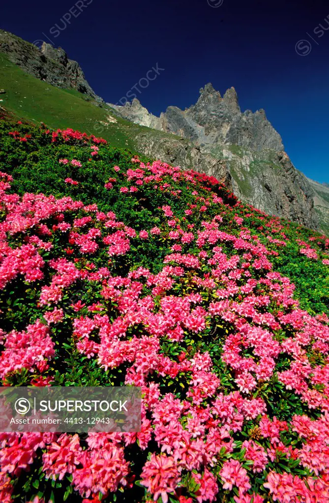 Moor with alpen roses Alps France