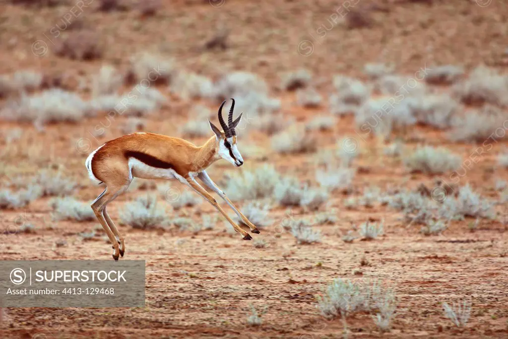 Springbok leaping to his knees at the same time