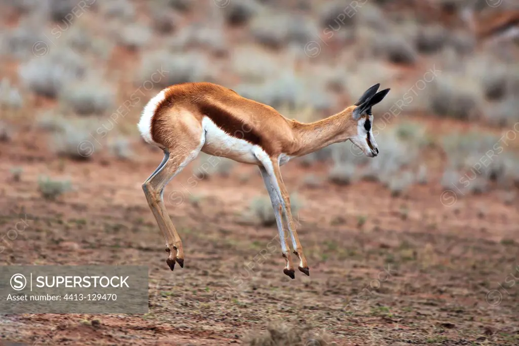 Springbok leaping to his knees at the same time