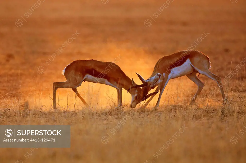 Two Springboks fighting in the Kgalagadi Park South africa