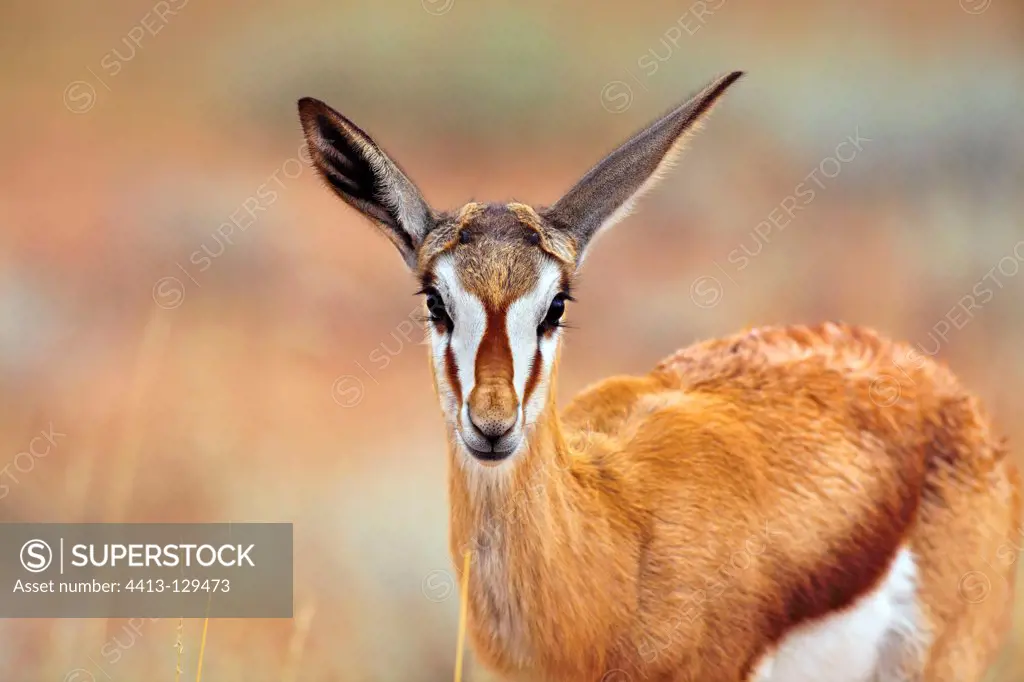Portrait of a young Springbok in the Kgalagadi Park RSA