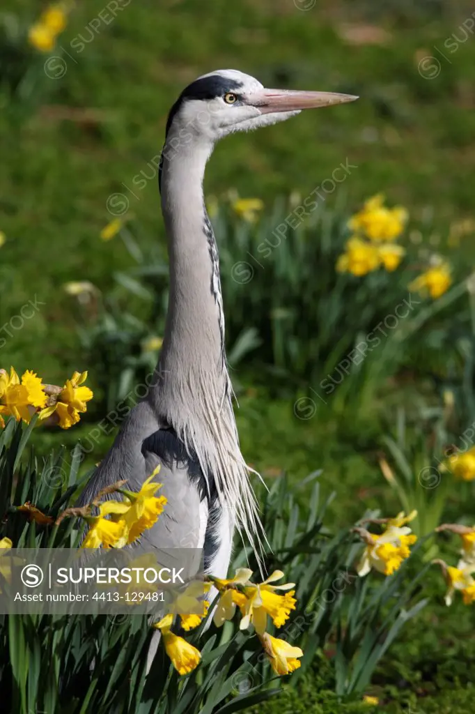 Portrait of a Grey heron London