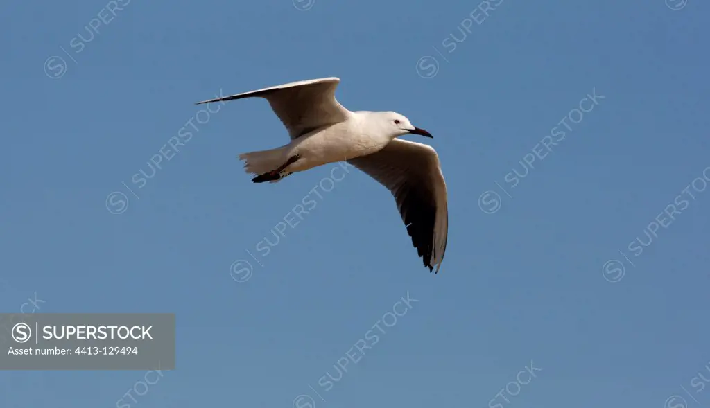 Audouin's gull flying Spain