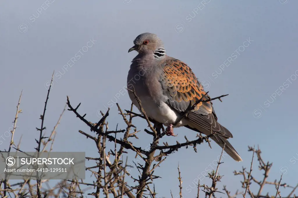 Turtle dove on a branch Spain