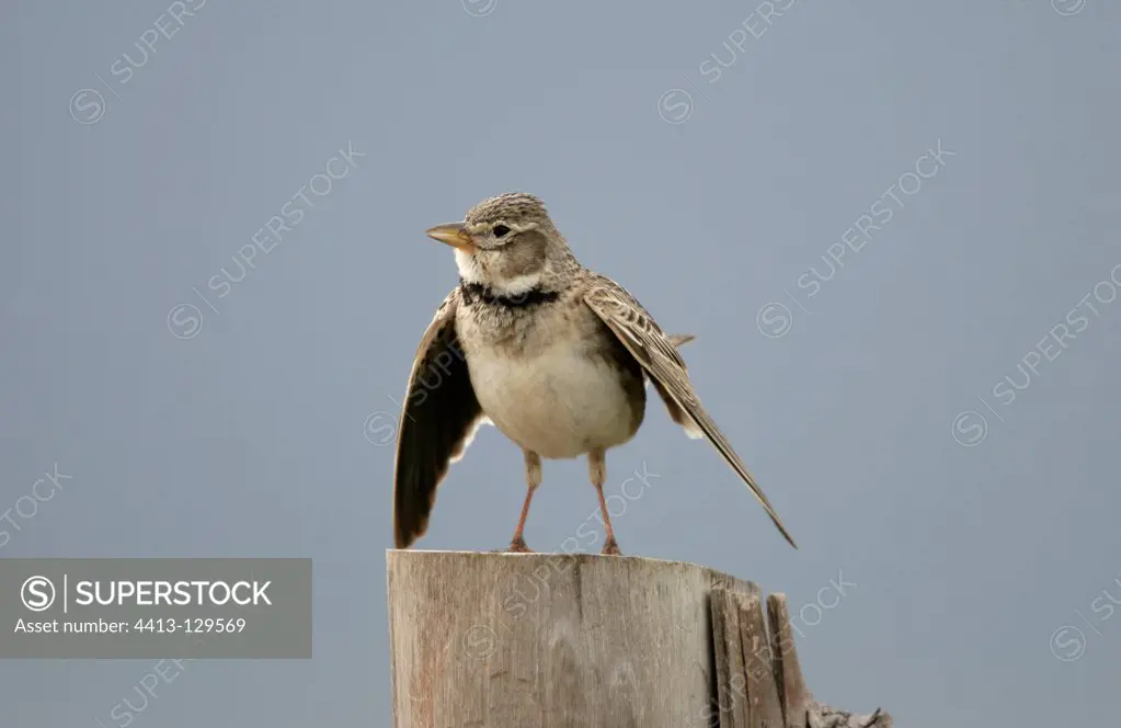 Calandra lark opening its wings on a post Spain