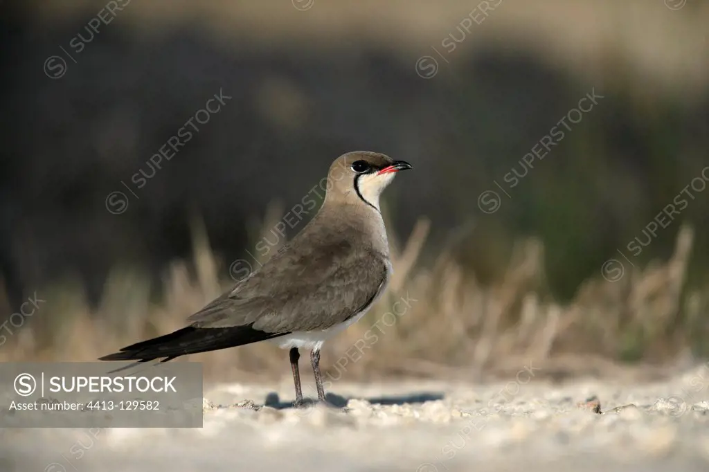 Collared pratincole on the ground Spain
