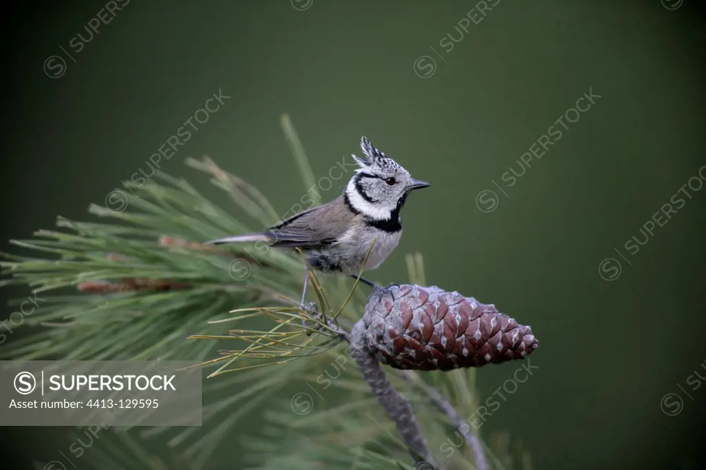 Crested tit on a branch Spain