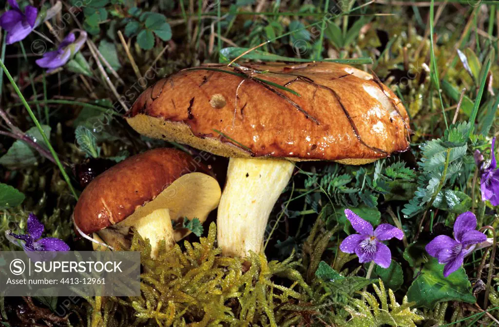 Weeping Bolete on moss and Pansies on humus France
