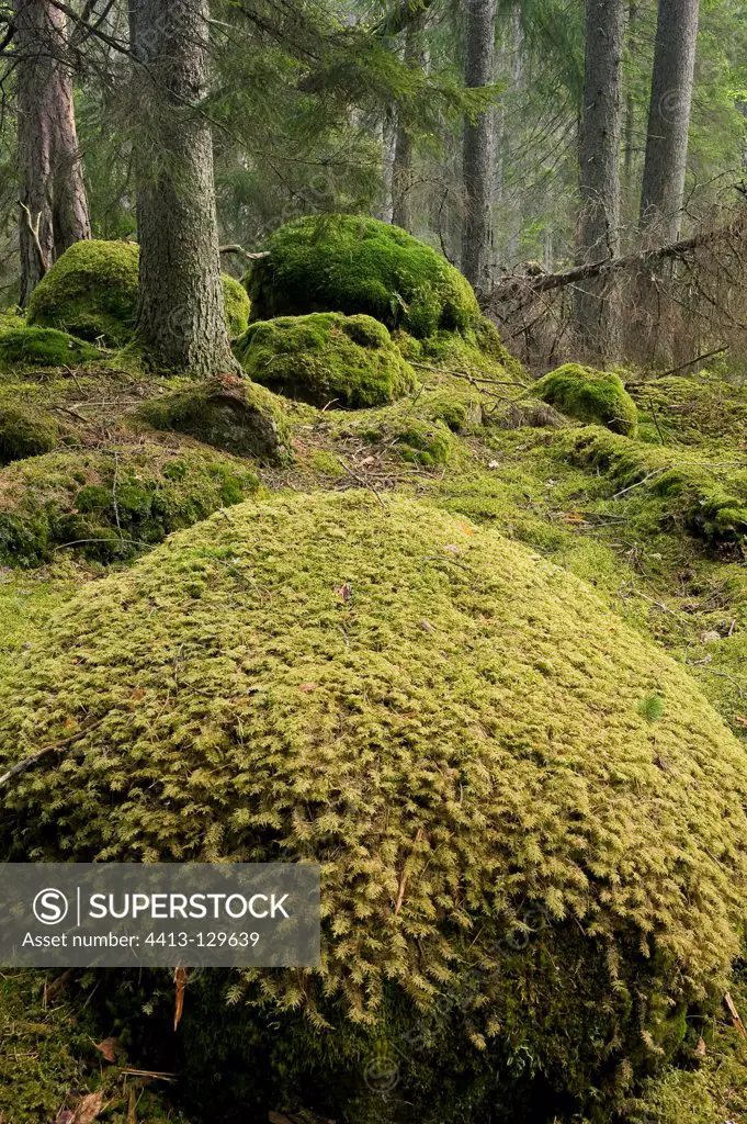 Mossy rocks in primary forest PN Kville Norra Sweden