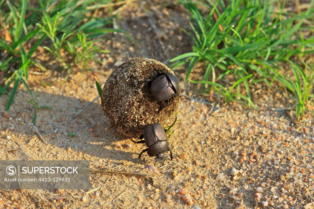 Dung beetles rolling a ball made from buffalo dung