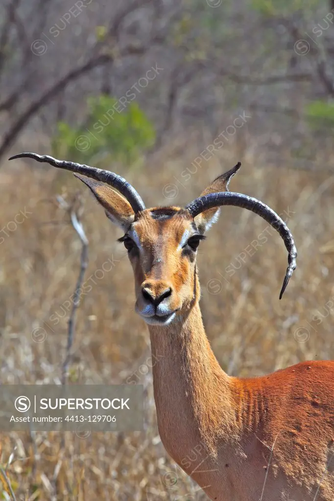Impala male with a horn malformed PN Kruger RSA
