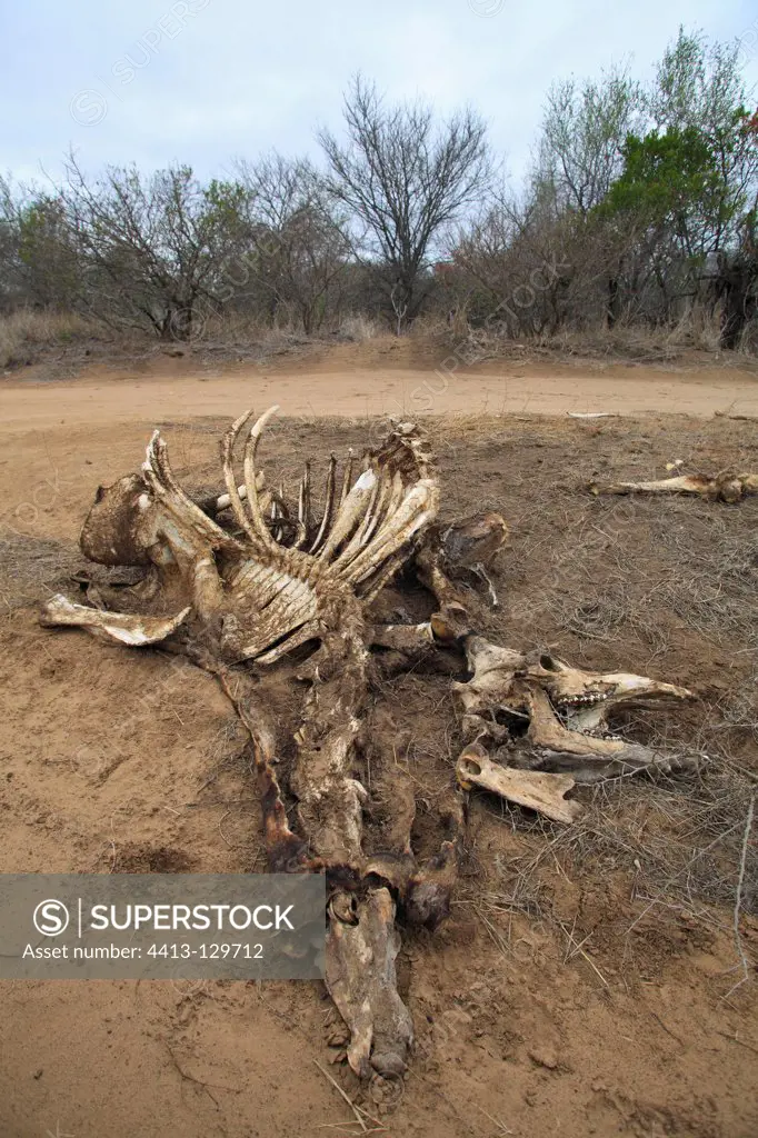 Giraffe carcass in Kruger NP RSA